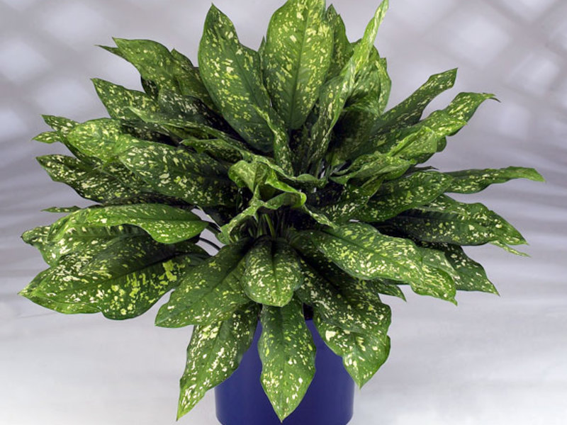 Các giống cây trồng aglaonema