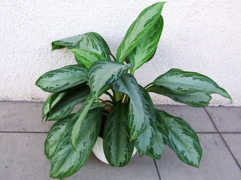 Aglaonema-ampeli