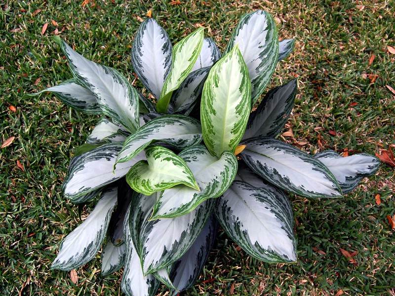 Aglaonema Blumensorte