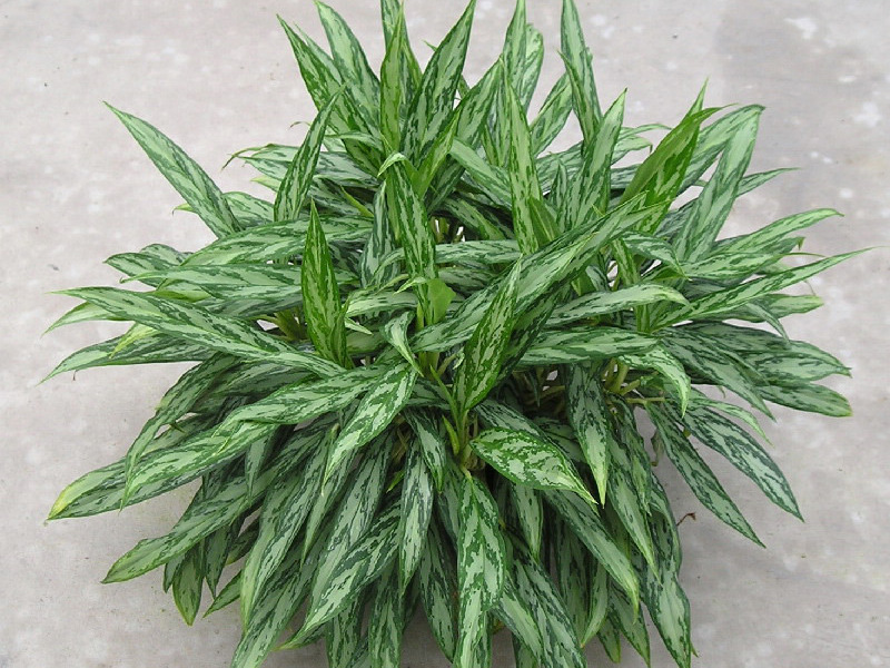 Aglaonema pleje