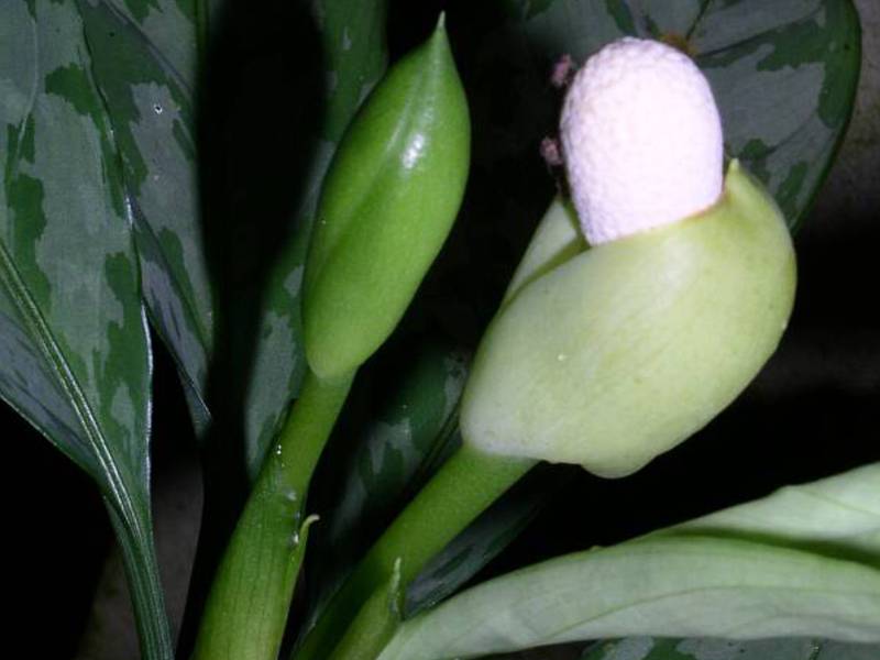 Condiciones para el cultivo de aglaonema.