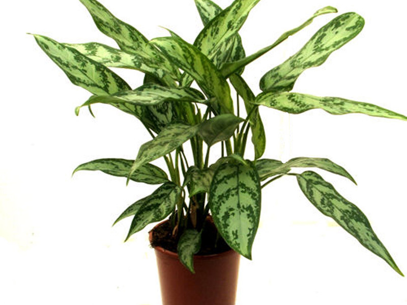 Alacalı aglaonema