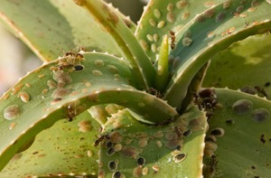 Vaina en las hojas de las plantas domésticas.