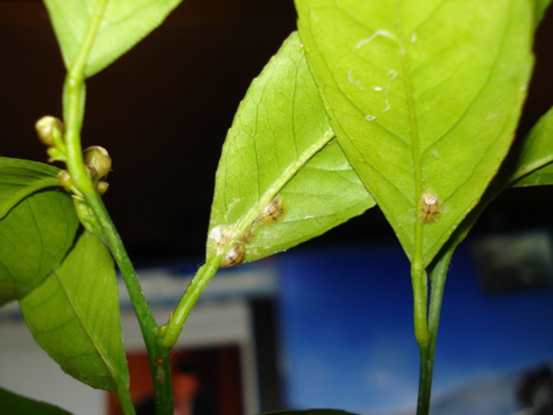 Que insectos dañan las plantas