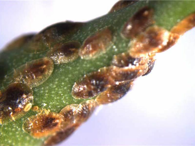 Bainha nas folhas de plantas domésticas