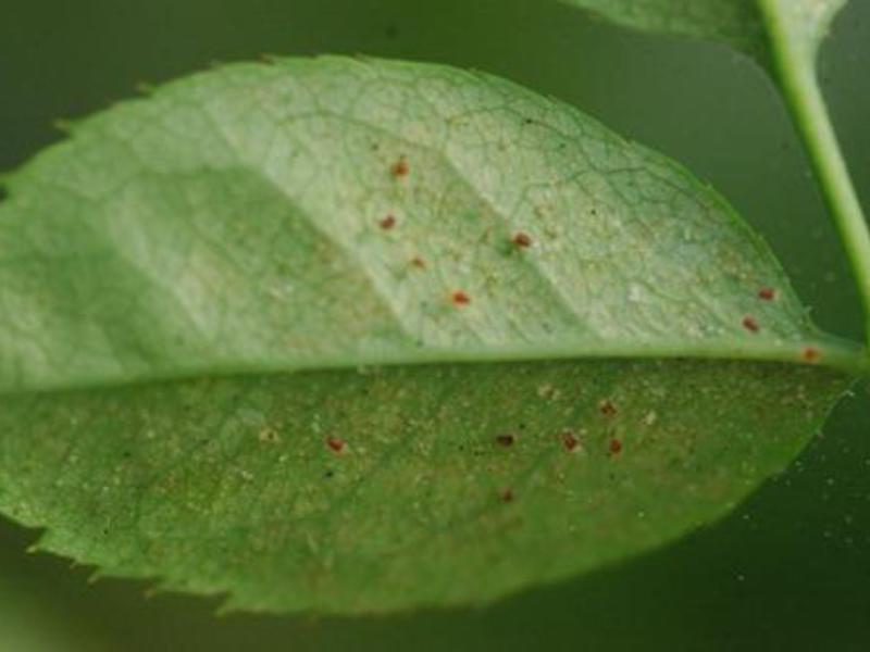 Cómo eliminar insectos de las plantas.