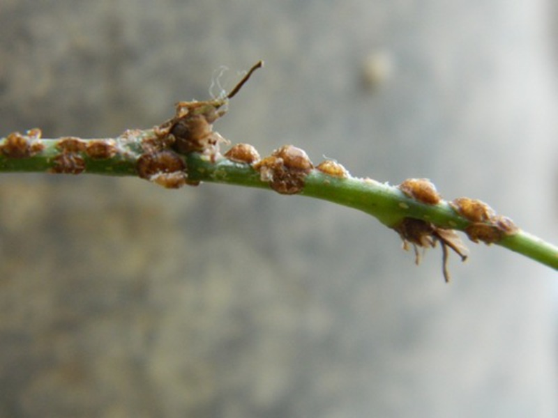 Sätt att bota växter från insekter