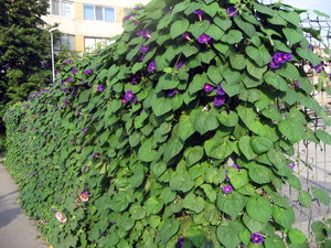 Plantación de ipomoea