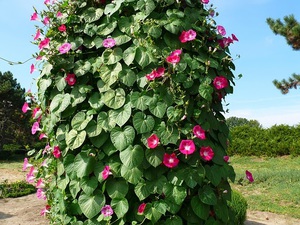 Usine d'Ipomoea et sa description