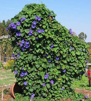 Dăunători de plante Ipomoea