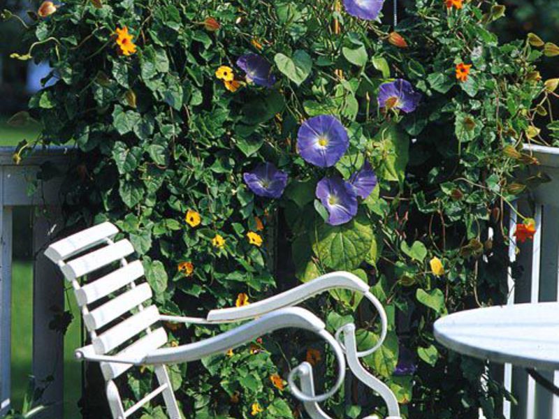 Handige tips voor het kweken en verzorgen van morning glory