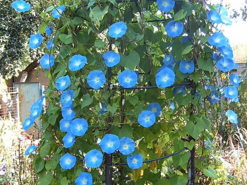 Mga asul na bulaklak ng kaluwalhatian sa umaga