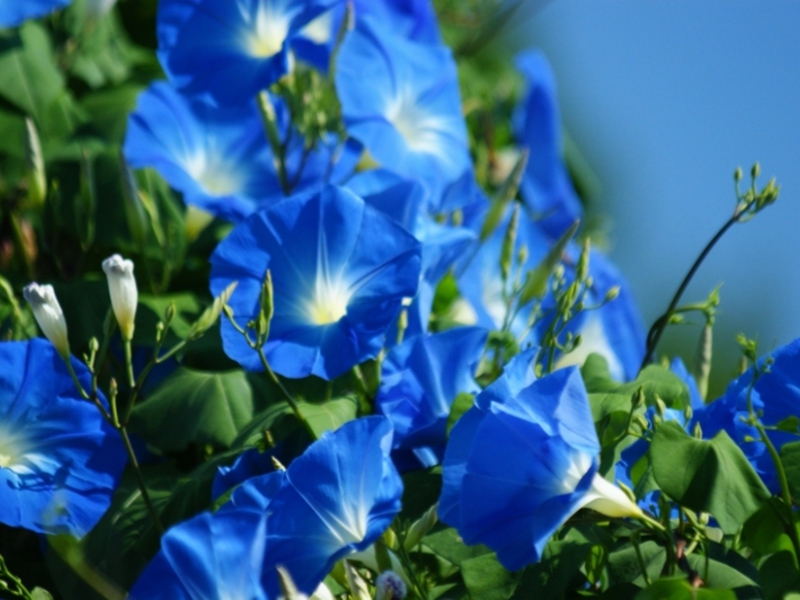 Blooming morning glory