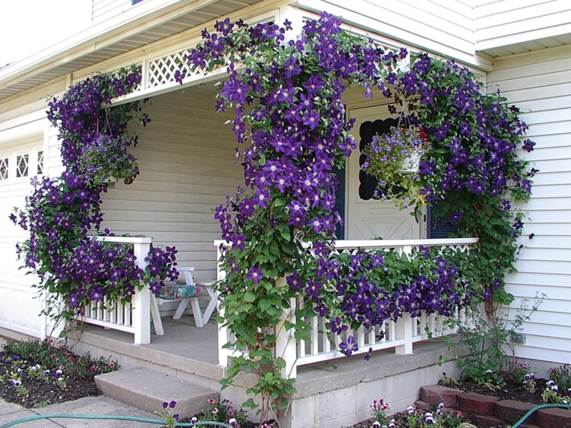 Hoe Morning Glory te planten