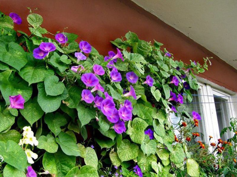 Ipomoea é uma decoração elegante para uma residência de verão