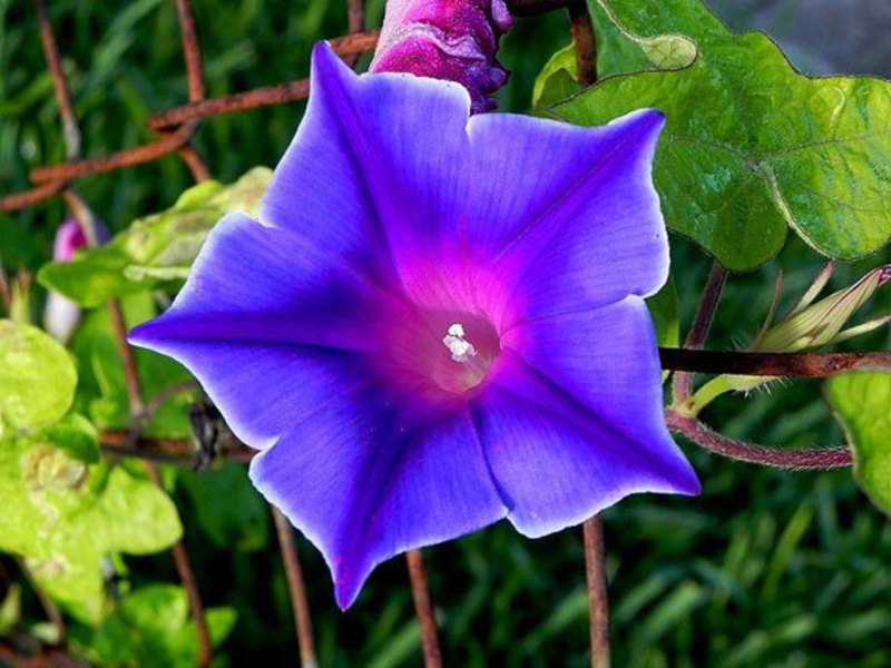 Paano lumalaki ang bulaklak ng luwalhati sa umaga