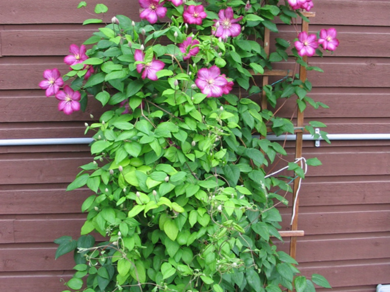 Morning Glory comment planter et grandir