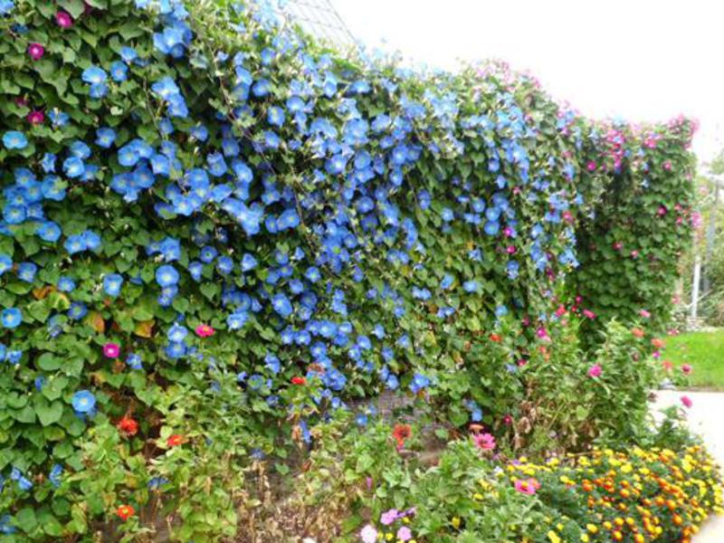 Plantación de ipomoea