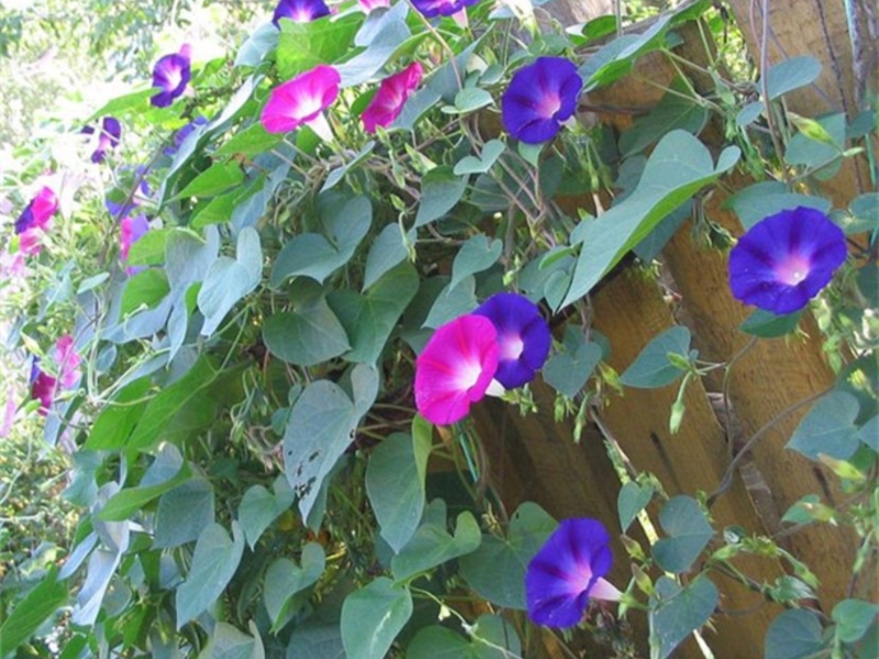 Plantación de ipomoea