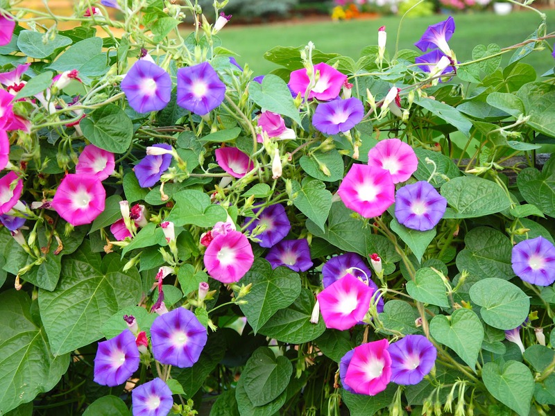 Ipomoea hedge