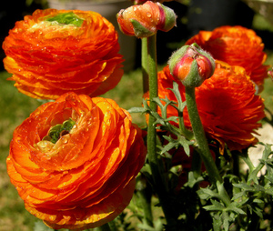 Com és una flor de ranuncles?