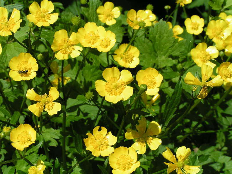 Kuinka kunnolla hoitaa buttercups