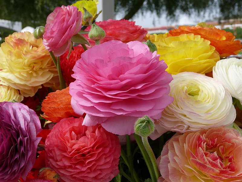 การปลูกดอกไม้ ranunculus