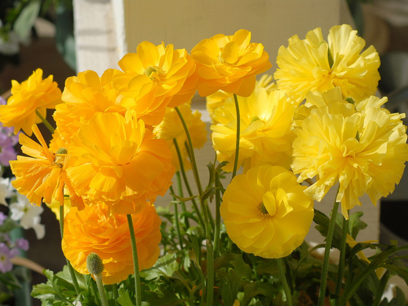 Kuinka istuttaa buttercups puutarhaan