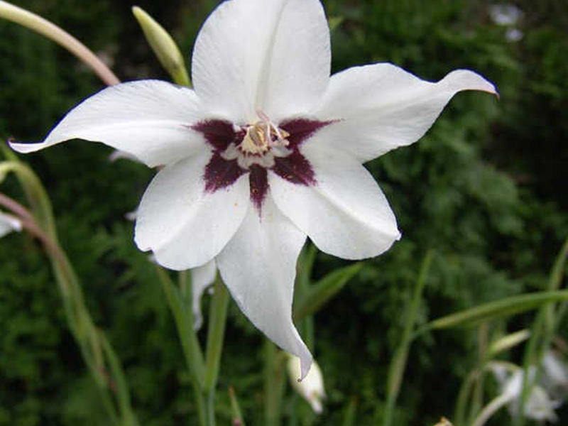 Qual é a peculiaridade da flor de acidantera