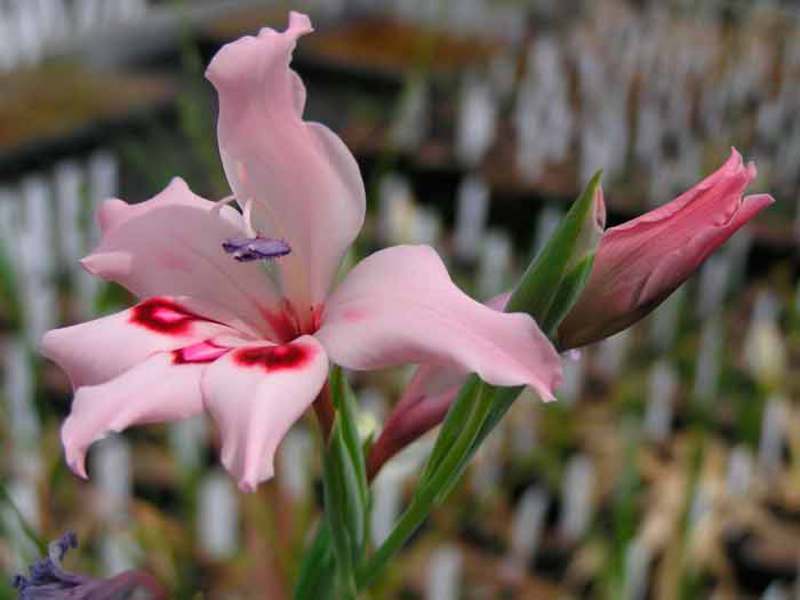 Processo de tratamento de flores