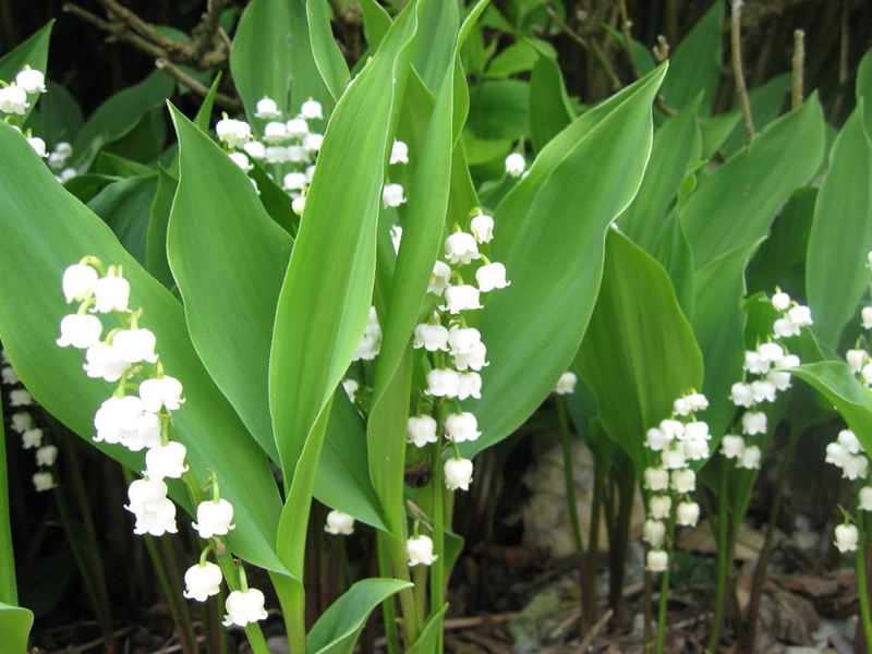 List of varieties of lily of the valley flowers