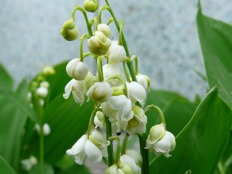 Description of the Transcaucasian lily of the valley