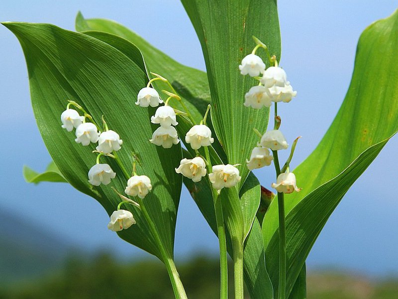 O aparecimento da flor do lírio do vale Keiskei