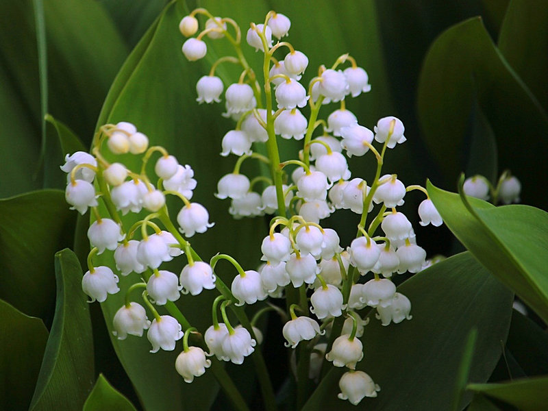 En karakteristisk beskrivning av Silver Lily of the Valley