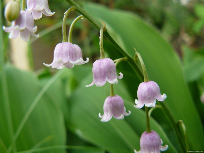 Distinctive features of lily of the valley species