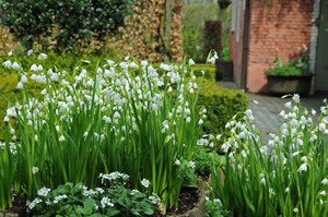 Användningen av liljor i dalen i dekorativ design av blomsterrabatter