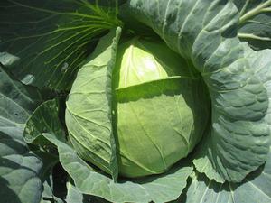  Le chou précoce peut être cultivé dans une serre ou sur le sol.