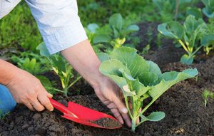 Las plántulas de repollo se cultivan a partir de semillas en casa.