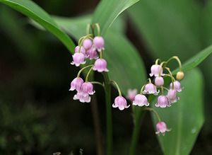 Description of lilies of the valley