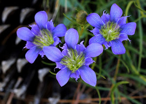 Kuvat gentian