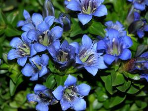 Gentian tyypit