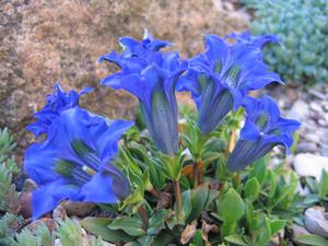 พันธุ์ Gentian คืออะไร