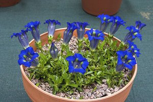 Sådan plantes en gentian