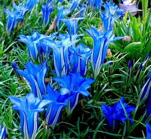 Planteringsteknik gentian