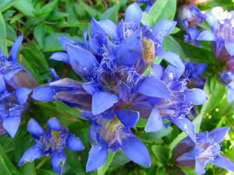 Beskrivelse af blomster-gentian