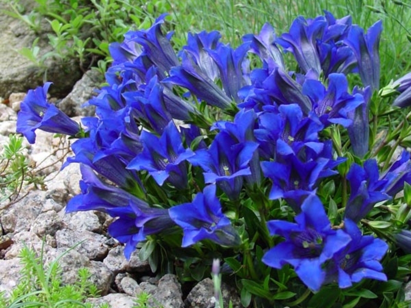 Gentian, plantning og pleje