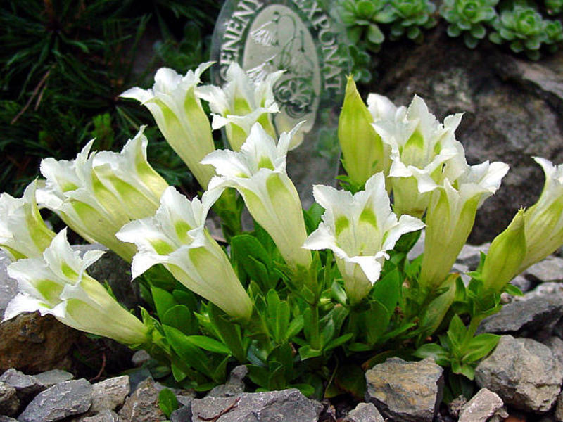 Sådan plantes en gentian i åben grund