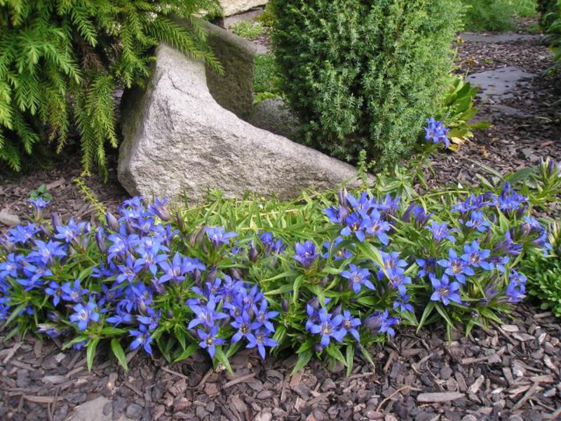 Voksende gentian