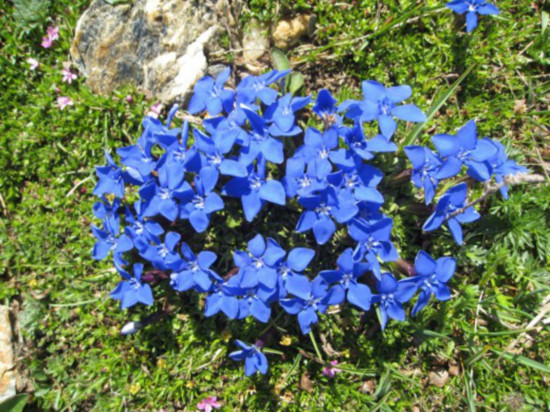 Sjukdomar hos blomman gentian