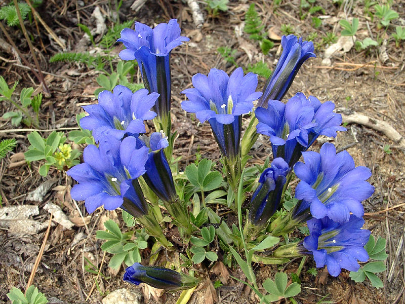 Sådan plejer du en gentian plante